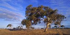 Gumtree, Australia (Click for Guardian Web Site)