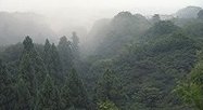 Kiyomizu Forest, Japan  - Click for large picture(91K)